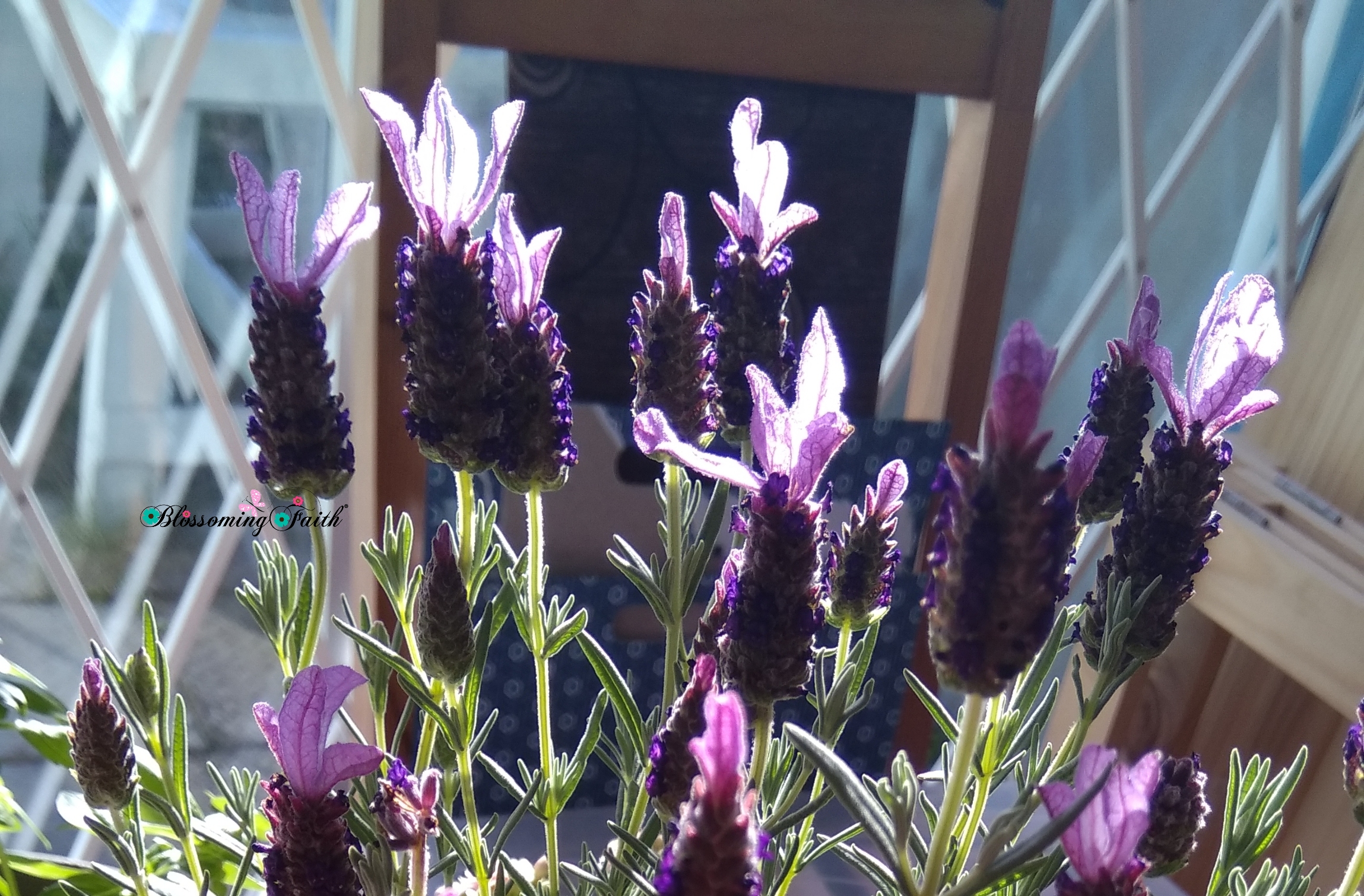 IMG_2020_MY_FAITH_GARDEN IMG_2020_MY_FAITH_GARDEN